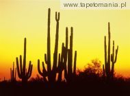 saguaro cactus at sunset, 