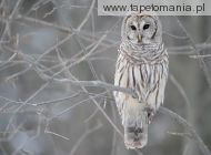 Barred Owl m