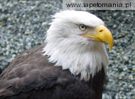 bald eagle l