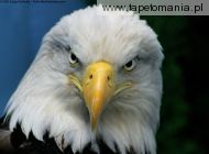 bald eagle l2, 