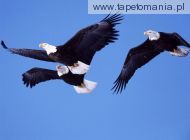 bald eagles in flight