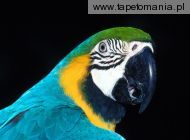 blue and yellow macaw, 