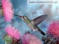 broad billed hummingbird, 