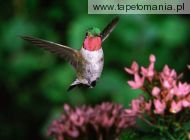 broadtail hummingbird