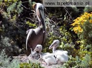 brown pelican family