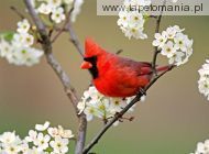 cardinal among