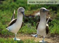 dancing blue footed boobies, 