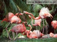 flamingo fun, 