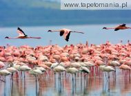 flamingos, 