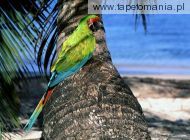 great green macaw, 