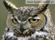 great horned owl, 