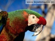 hybrid macaw, 