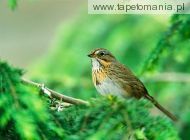 lincolns sparrow, 