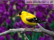 male american goldfinch, 