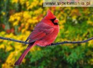 male northern cardinal, 