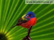 male painted bunting