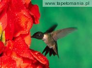 male ruby throated hummingbird, 