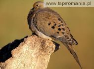 mourning dove, 