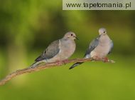 pair of mourning doves, 