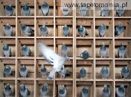 pigeons, 