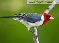 red crested cardinal, 