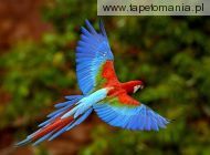 red and green macaw, 
