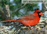 red cardinal