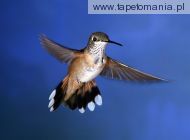rufous hummingbird, 
