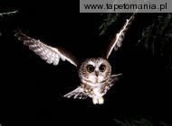 saw whet owl, 