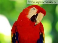 scarlet macaw, 