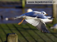 seagull take off, 
