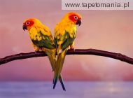sun conure parrots