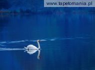 swan lake, 