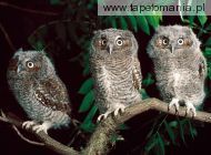 trio of screech owls