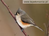 tufted titmouse, 