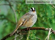 white crown d sparrow, 