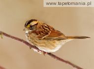 white throat d sparrow