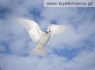 white tern, 