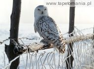 white winter owl