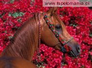 arabian stallion, 