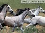arabian stallions, 