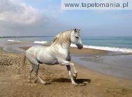 grey andalusian by the sea