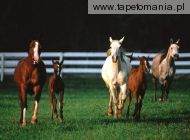 romper room arabian horses, 