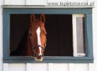 thoroughbred race horse