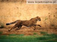 Gepard 1, 