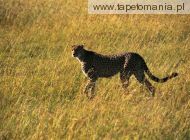 Gepard 2, 