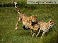 Gepard 3