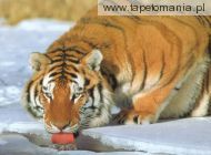 Siberian Tiger, 