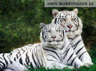 Tigres albinos m221