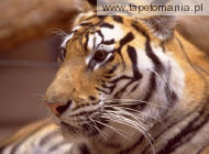 Tygrys 2